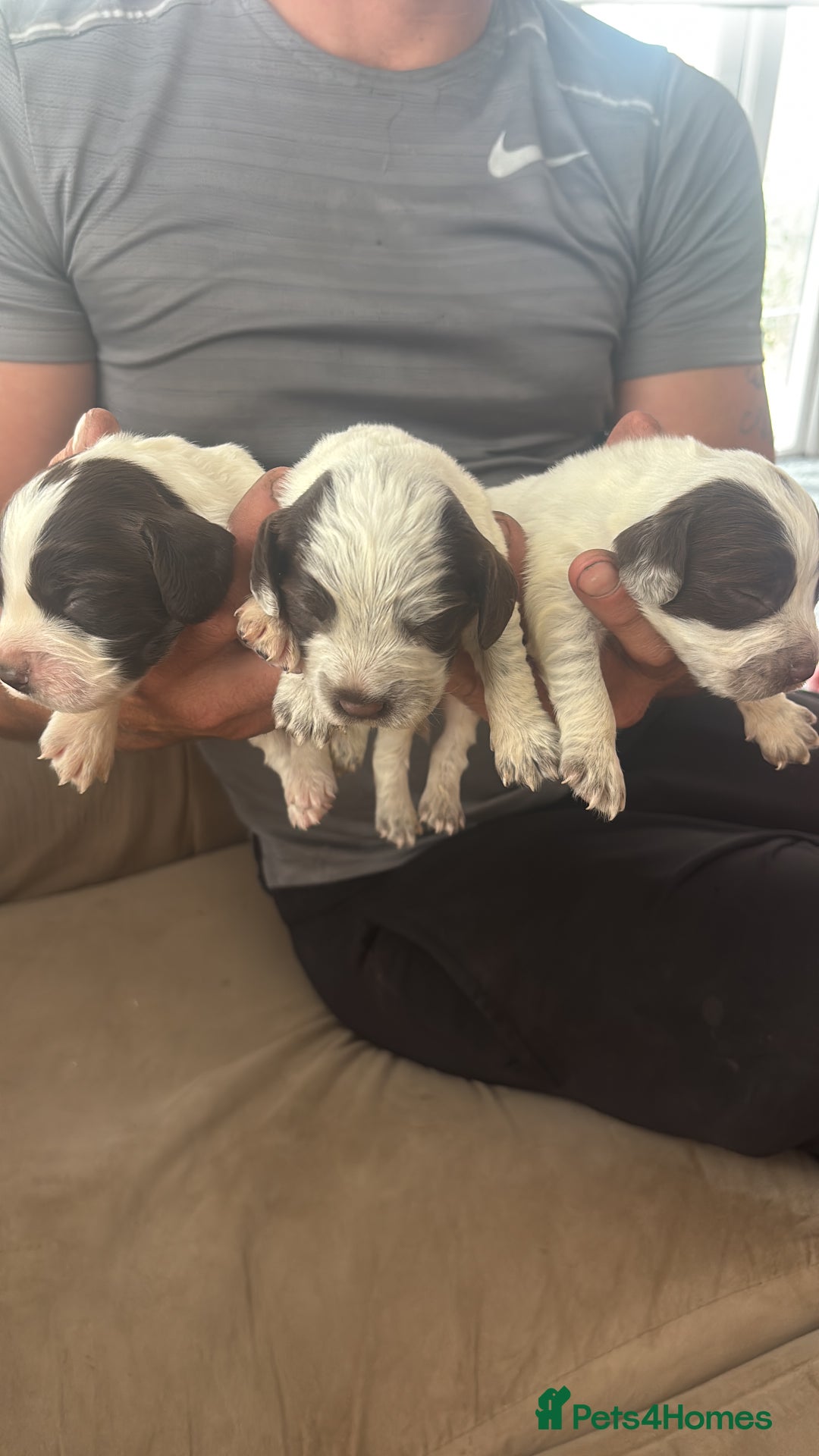 Cocker Spaniel dogs for sale: Cocker spaniel puppies  - Image 16