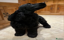 Cocker Spaniel dogs for sale: Retirement home  - Image 6