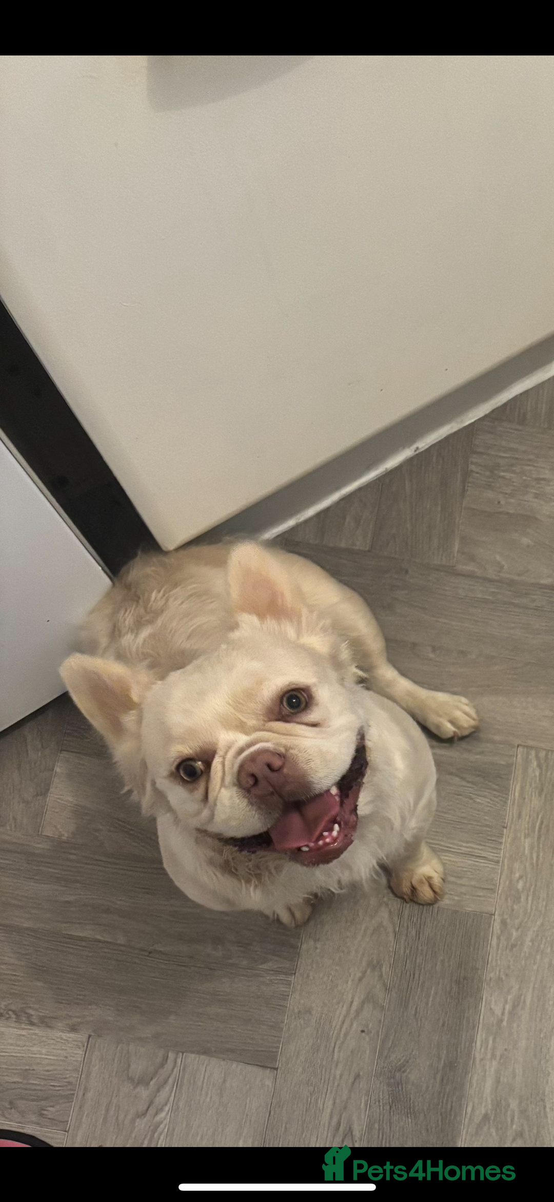 French Bulldog dogs for sale: fluffy french bulldog - Image 2