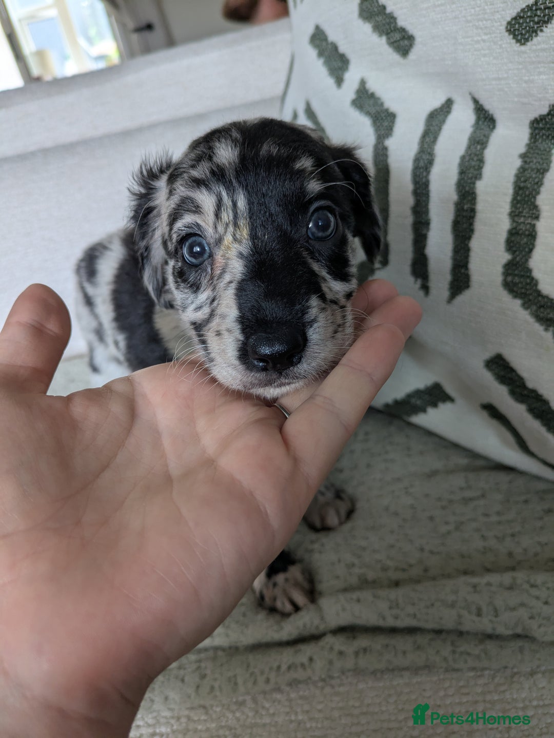 Border Collie dogs for sale: Merle border collie puppy  - Image 1