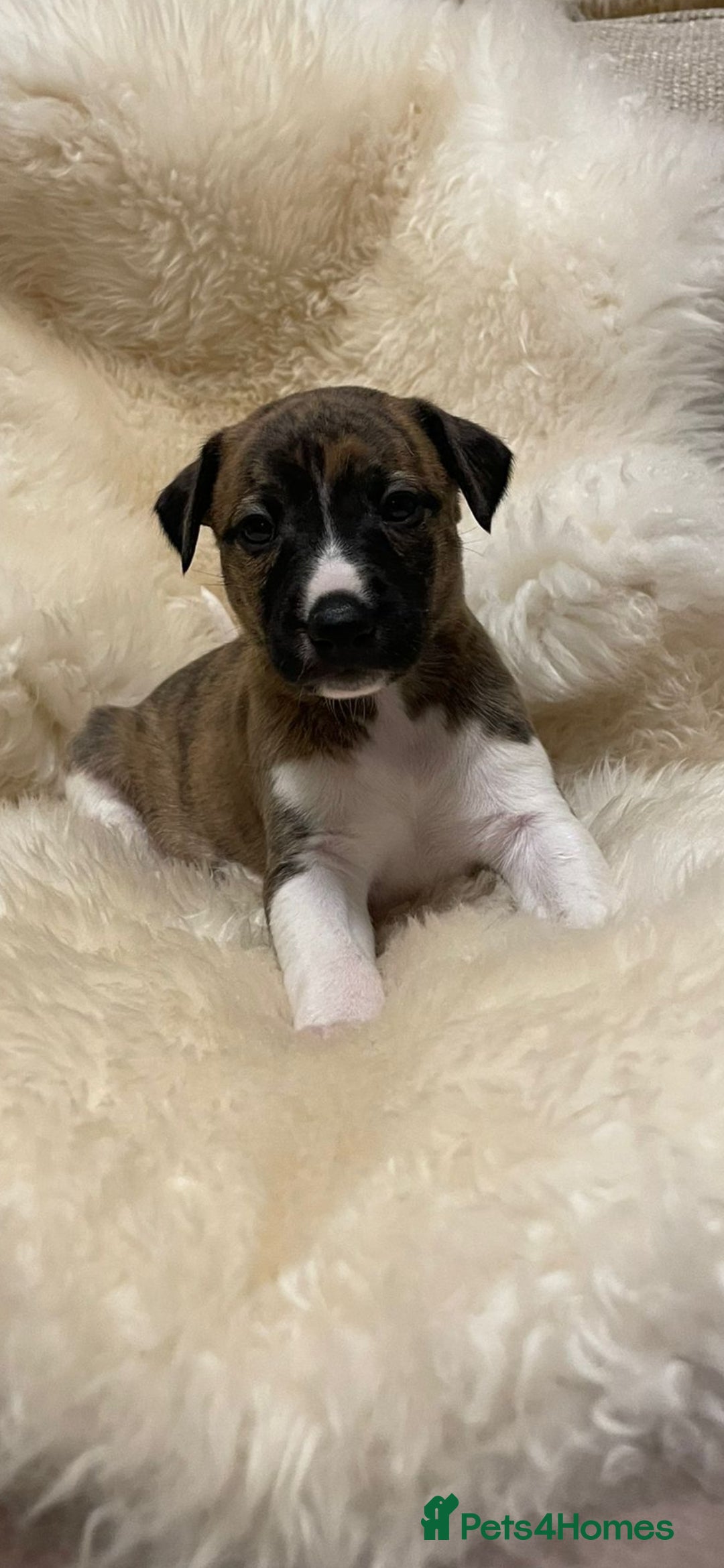 Whippet dogs for sale: KC  REG WHIPPET PUPS - Advert 10