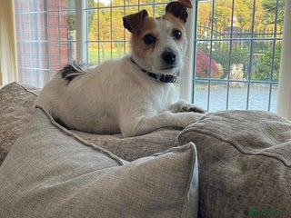 Jack Russell dogs Miniature pure bred jacks Russel original type . - Advert 11