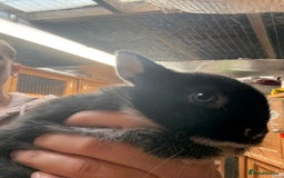 Netherland Dwarf rabbits for sale: Pure bred Netherland Dwarfs  - Image 8