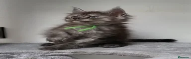 Maine Coon 5