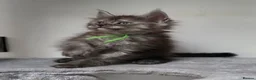 Maine Coon cats for sale: Stunning Maine Coon Kittens  - Advert 4