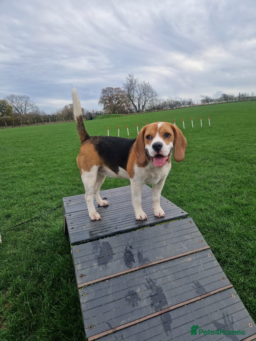 Beagle dogs for sale: Lexi  - Advert 1