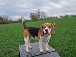 Beagle dogs for sale: Lexi - Advert 2