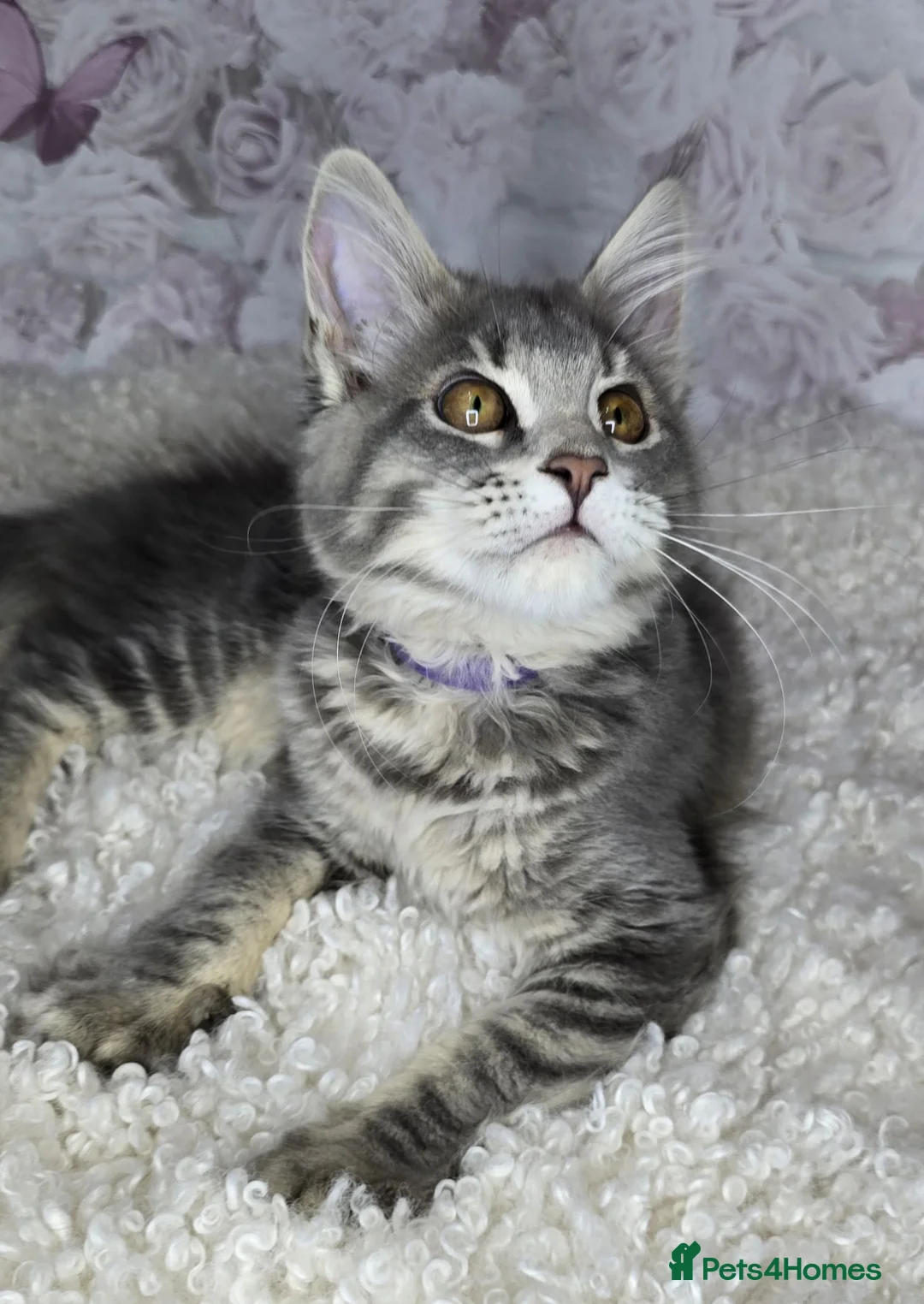 Maine Coon cats for sale: TICA MAINE COON CUBS - Advert 7