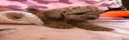 Cavapoo dogs for sale: Stunning red Cavapoo puppies  - Advert 18