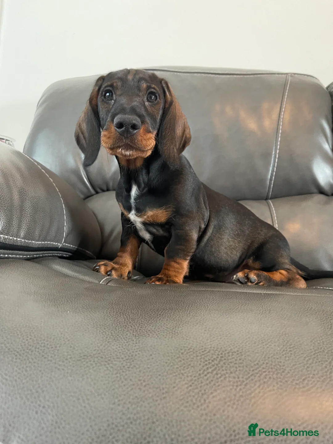 Dachshund dogs for stud: Dachshund standard (Teckle)  - Advert 9