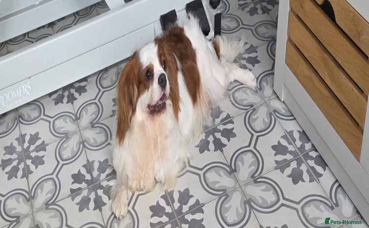 Cavalier King Charles Spaniel dogs - Advert 2