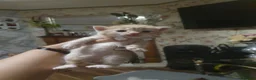 Mixed Breed cats for sale: Miss Angelina - Advert 15