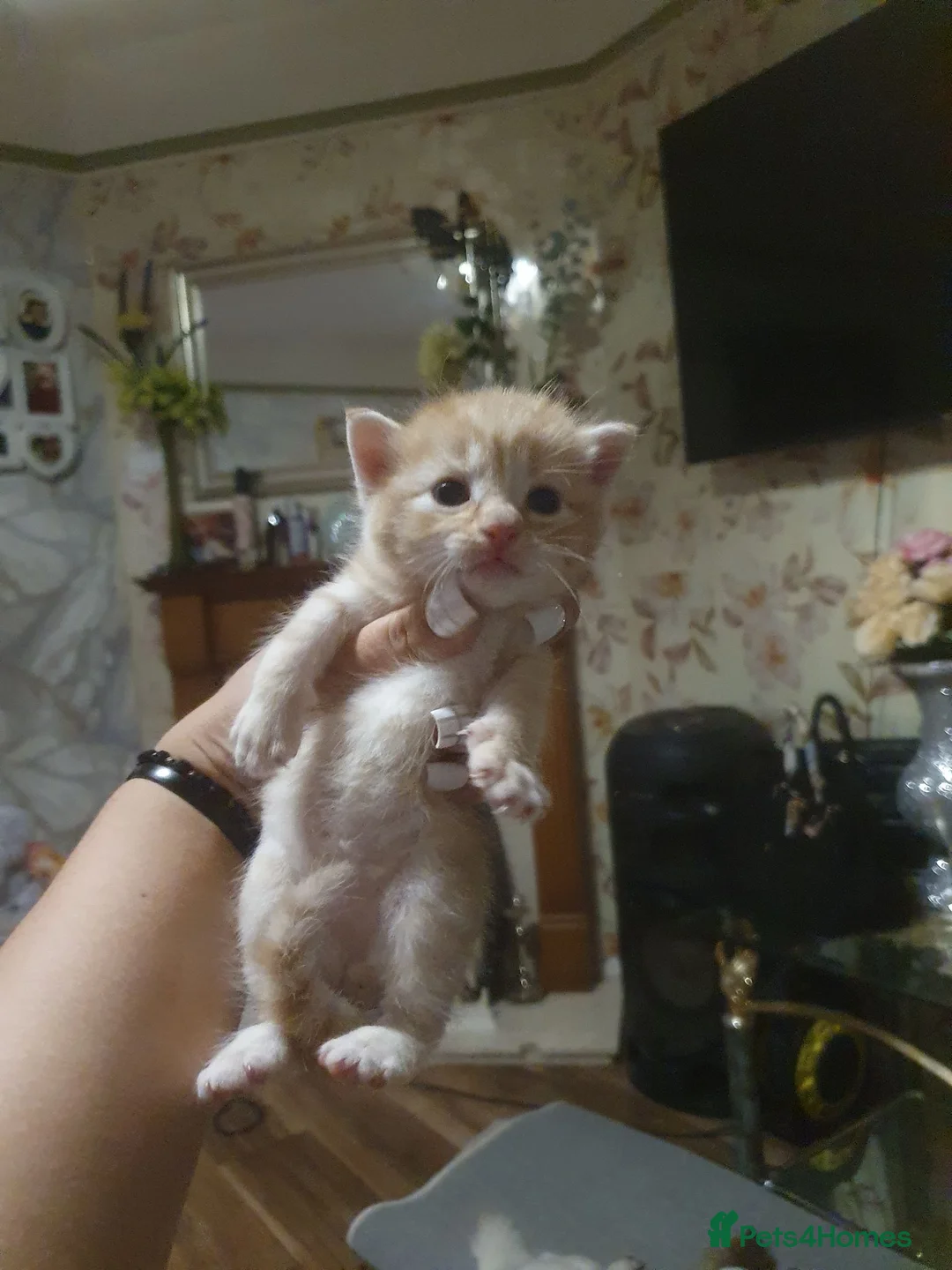 Mixed Breed cats for sale: Miss Angelina - Advert 15