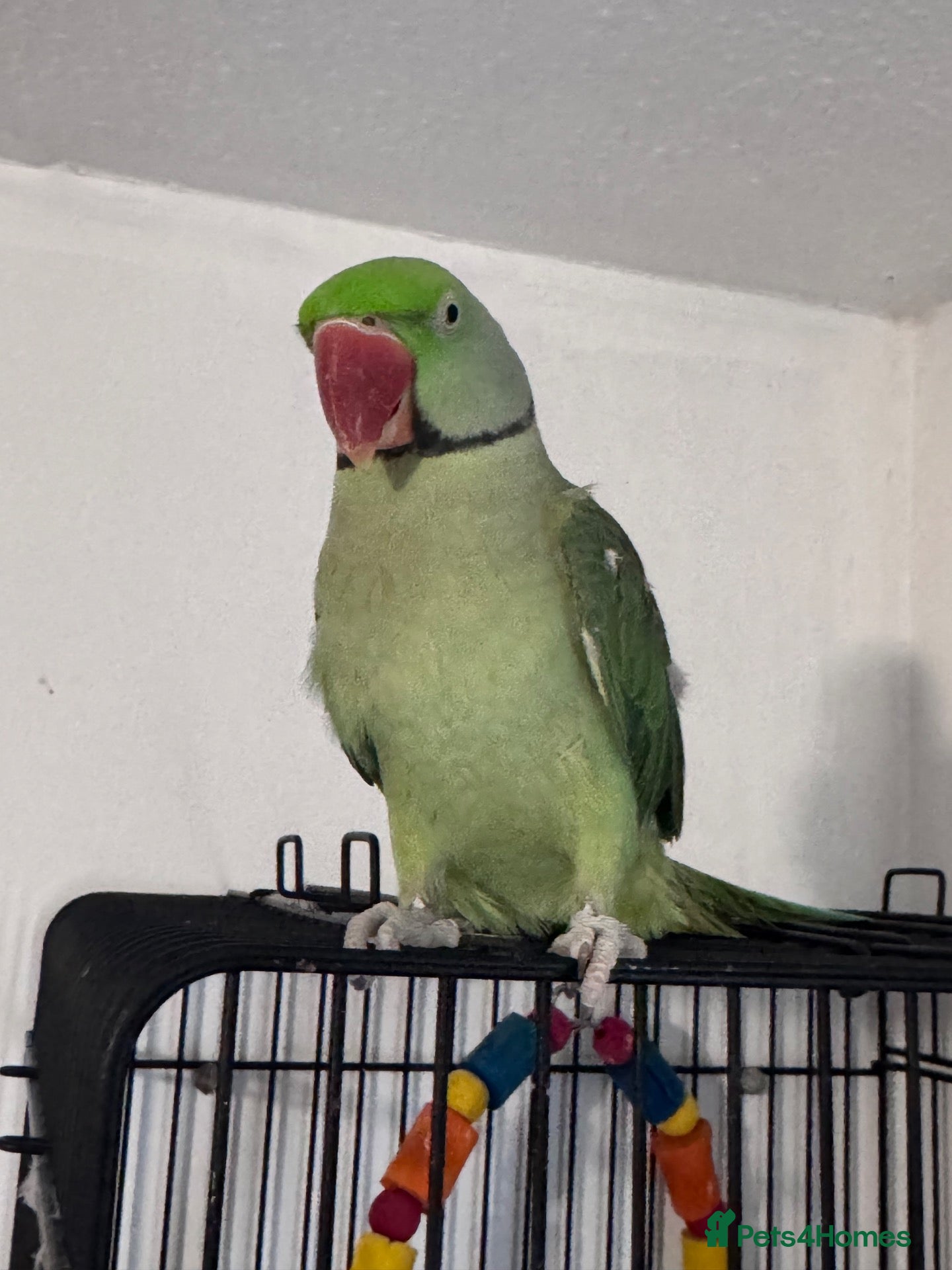 Parrots birds Alexandrine parrot  - Advert 1