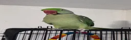 Parrots birds for sale: Alexandrine parrot  in Aylesbury - Advert 1