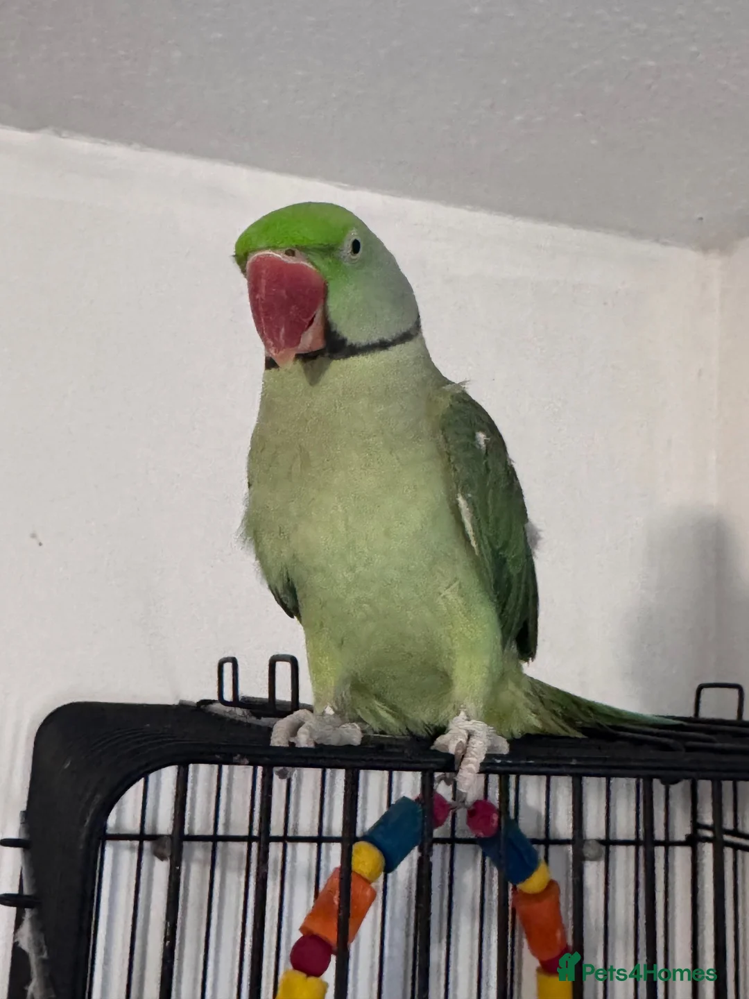 Parrots birds for sale: Alexandrine parrot  in Aylesbury - Advert 1