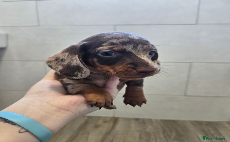 Miniature Dachshund dogs - Advert 12