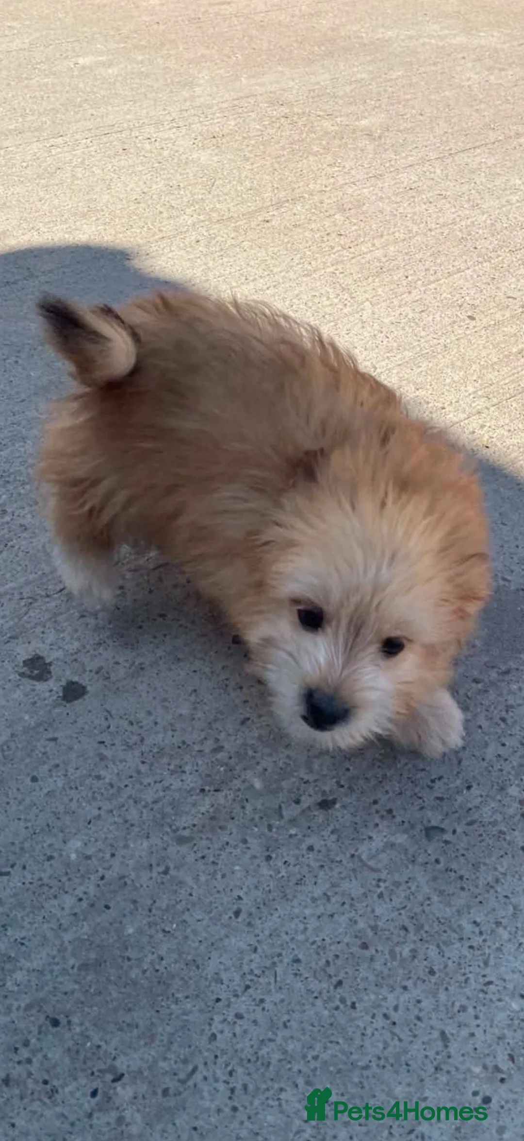 Mixed Breed dogs for sale: Pom jack puppy for sale  - Advert 2
