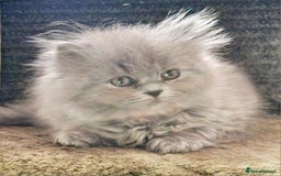British Longhair cats for sale: Blue & Lilac Gorgeous British longhair kittens - Image 26