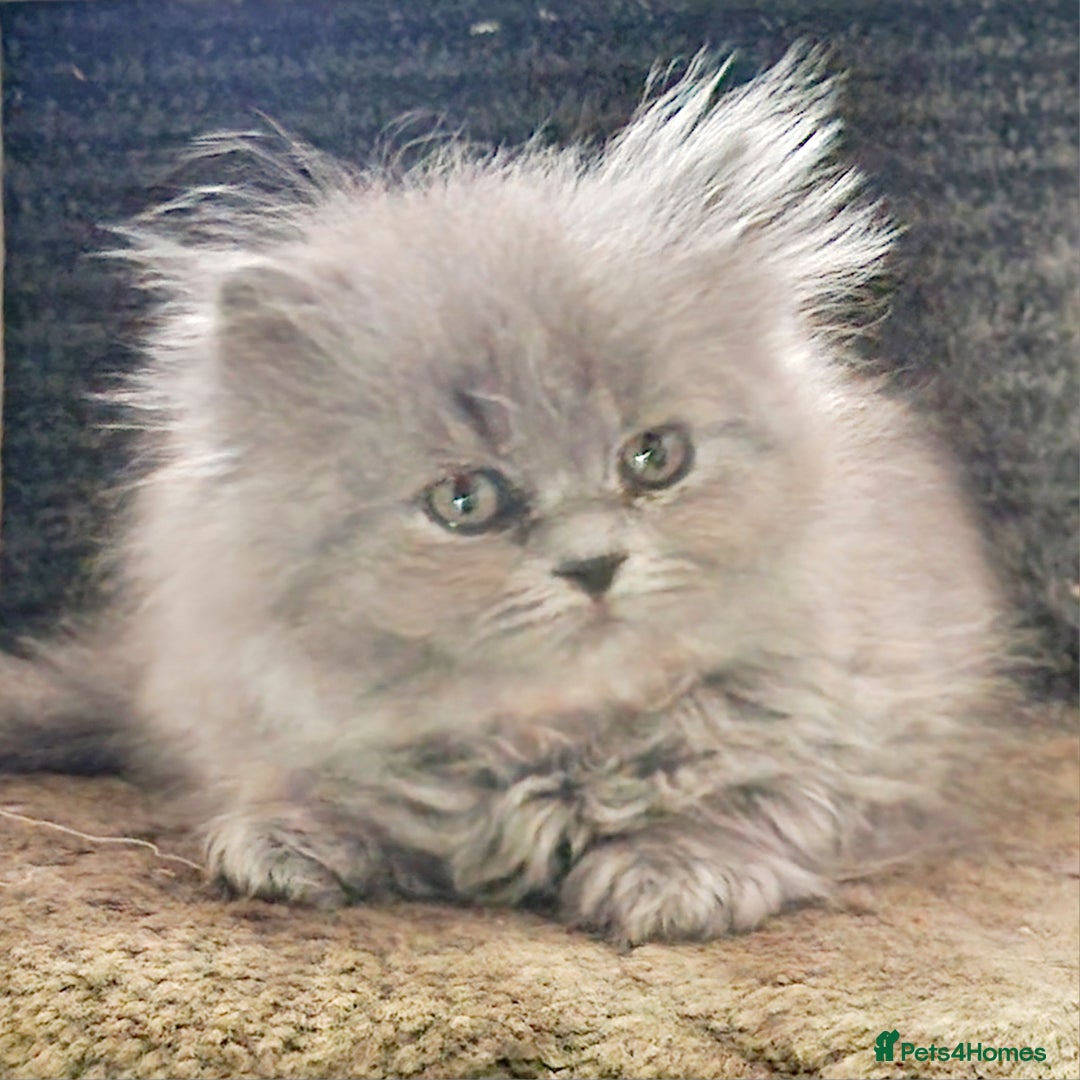 British Longhair cats for sale: Blue & Lilac Gorgeous British longhair kittens - Image 26