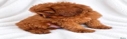 Cavapoo dogs for sale: 🐾 Cavapoo Puppies – Ready Now! 🐾 in Surbiton - Advert 9