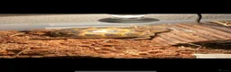 Tortoise reptiles for sale: Tilly and Toby  - Advert 3