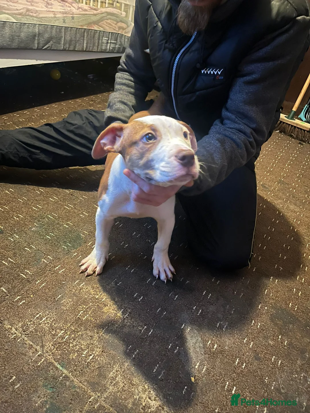 Mixed Breed dogs for sale: Male puppy for sale - Advert 6