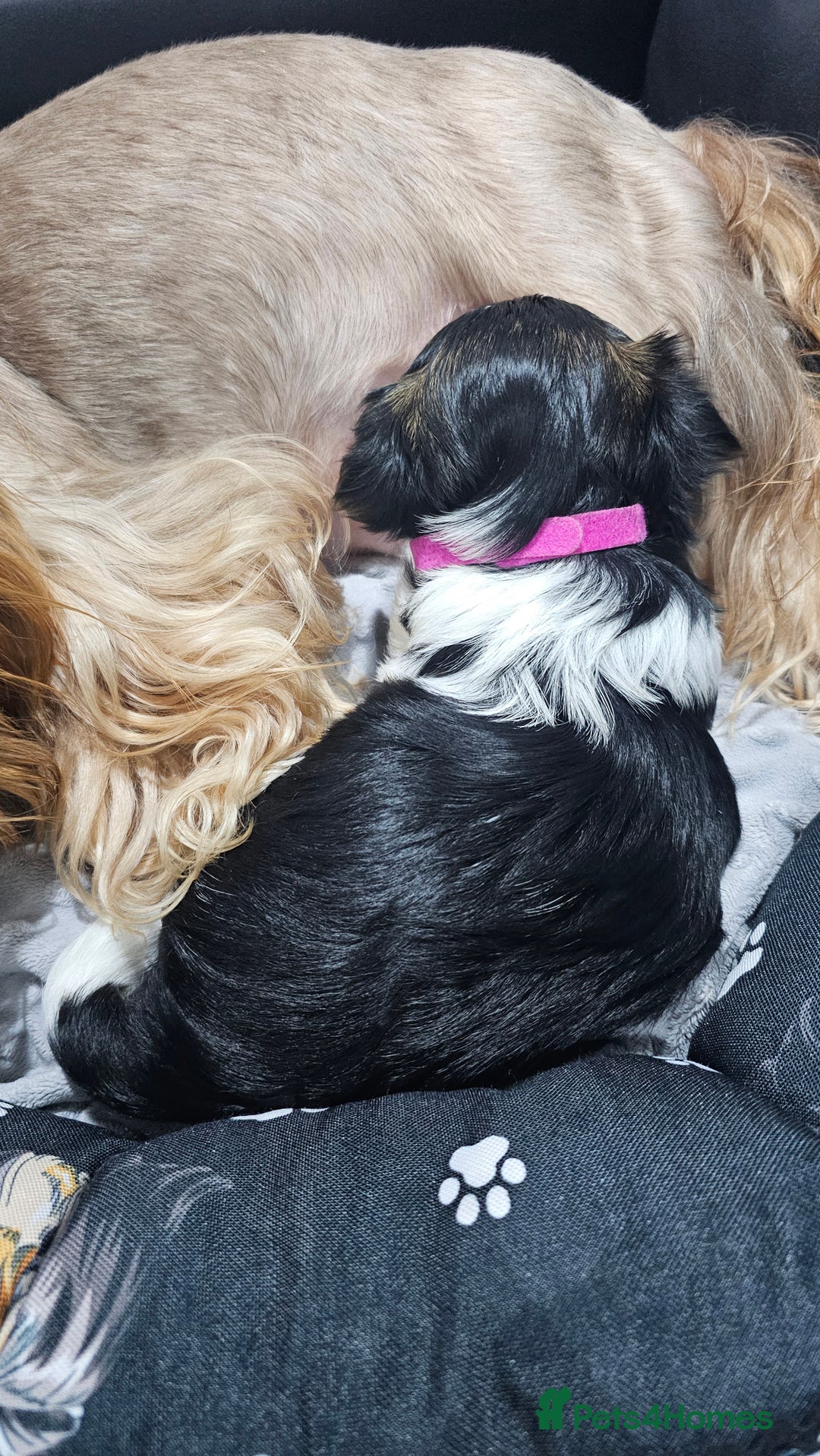 Yorkshire Terrier dogs for sale: 2 boys and 2 girls yorkshire terrier  - Advert 2