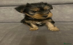 Yorkshire Terrier dogs for sale: Information  - Advert 13