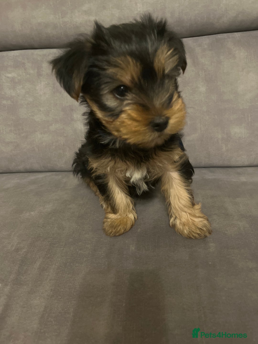 Yorkshire Terrier dogs for sale: Information  - Advert 13