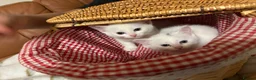 Siberian cats for sale: Five Siberian mixed kittens in Slough - Advert 4