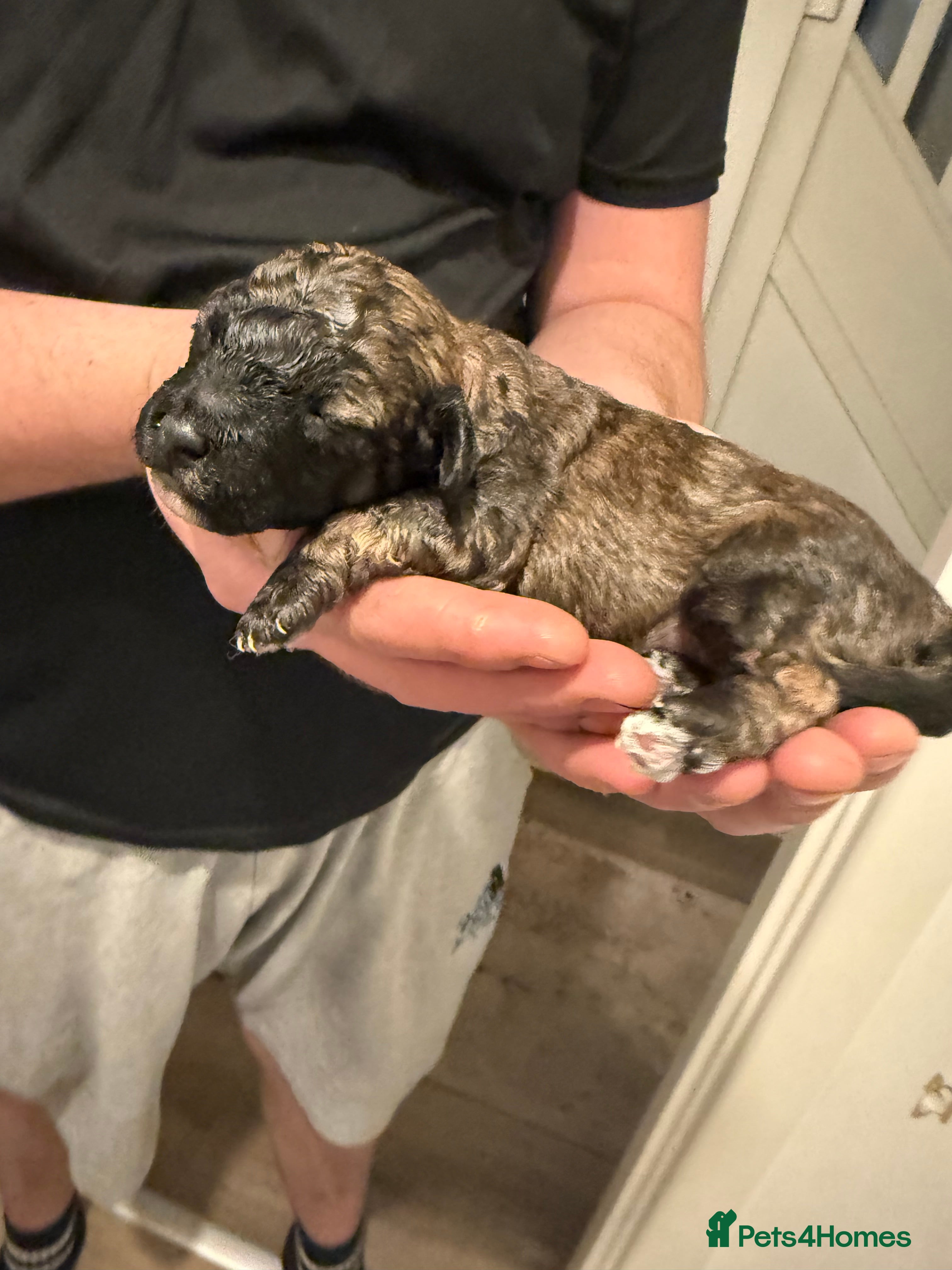 Poochon dogs ‼️ONLY SABLE BOY LEFT in pic ‼️ 5 poochon babies  - Advert 4