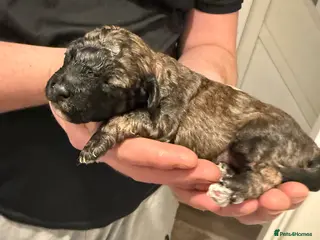 Poochon dogs ‼️ONLY SABLE BOY LEFT in pic ‼️ 5 poochon babies - Advert 4