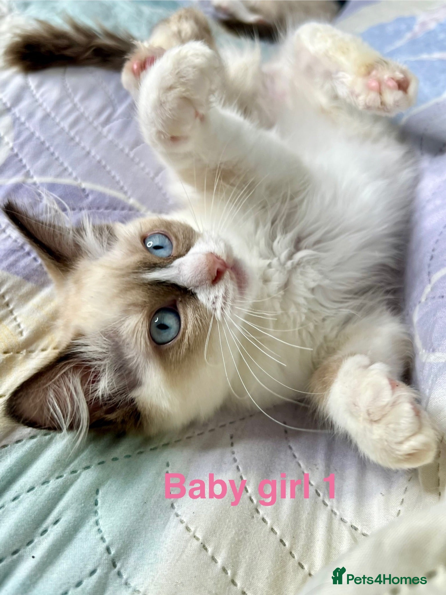 Ragdoll cats Socialised Baby Ragdoll Kittens ready now  - Advert 18