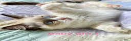 Ragdoll cats for sale: Socialised Baby Ragdoll Kittens ready now  - Advert 19