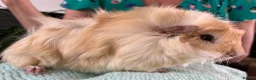 Guinea Pig rodents for sale: Beautiful, healthy, friendly brother guinea pigs - Advert 12