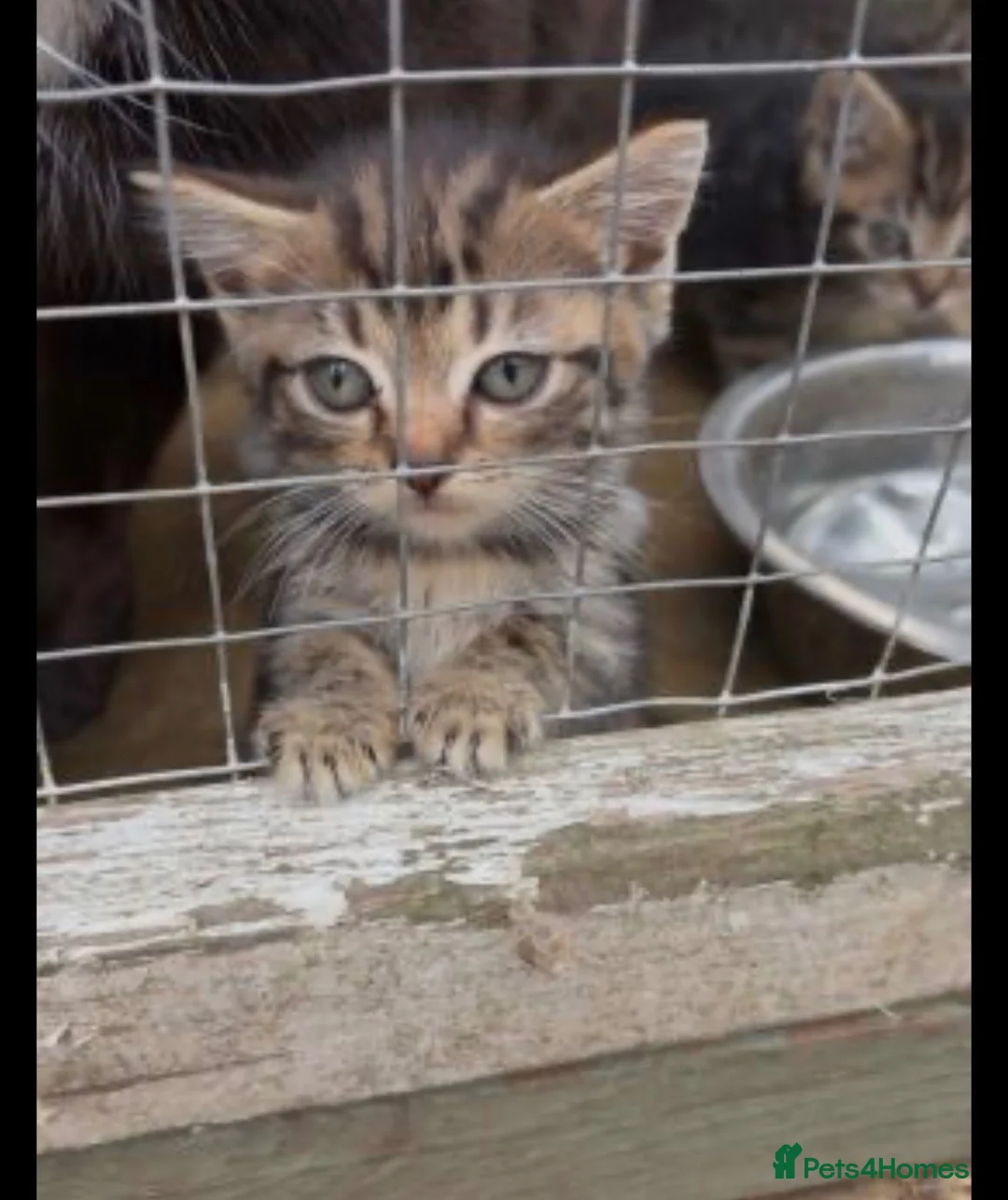 Mixed Breed cats for sale: Beautiful tabby kittens in Stanmore - Advert 2