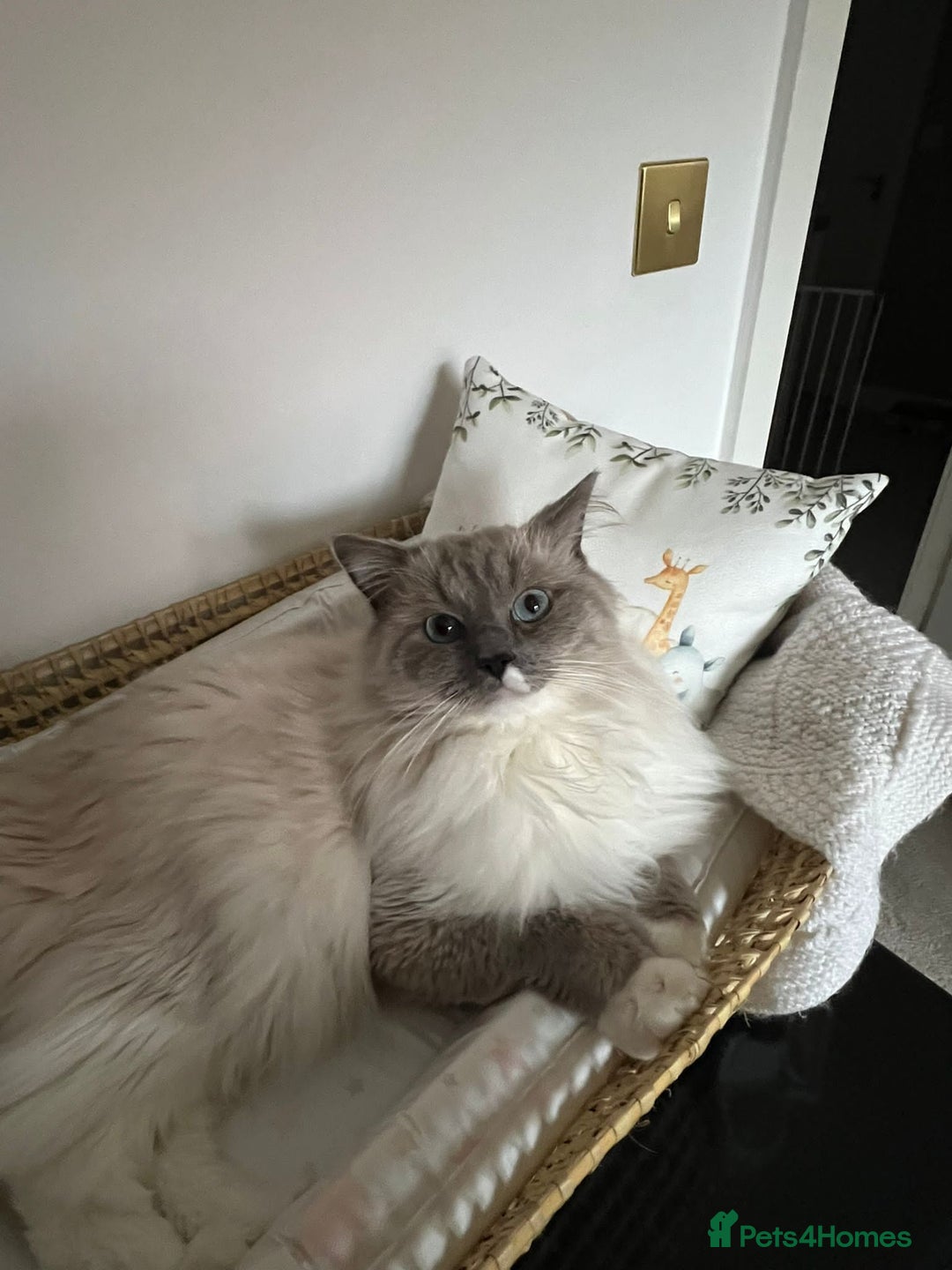 Ragdoll cats for stud: POSEIDON for stud duties - Advert 2