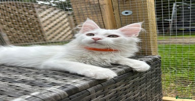 Maine Coon cats - Advert 6