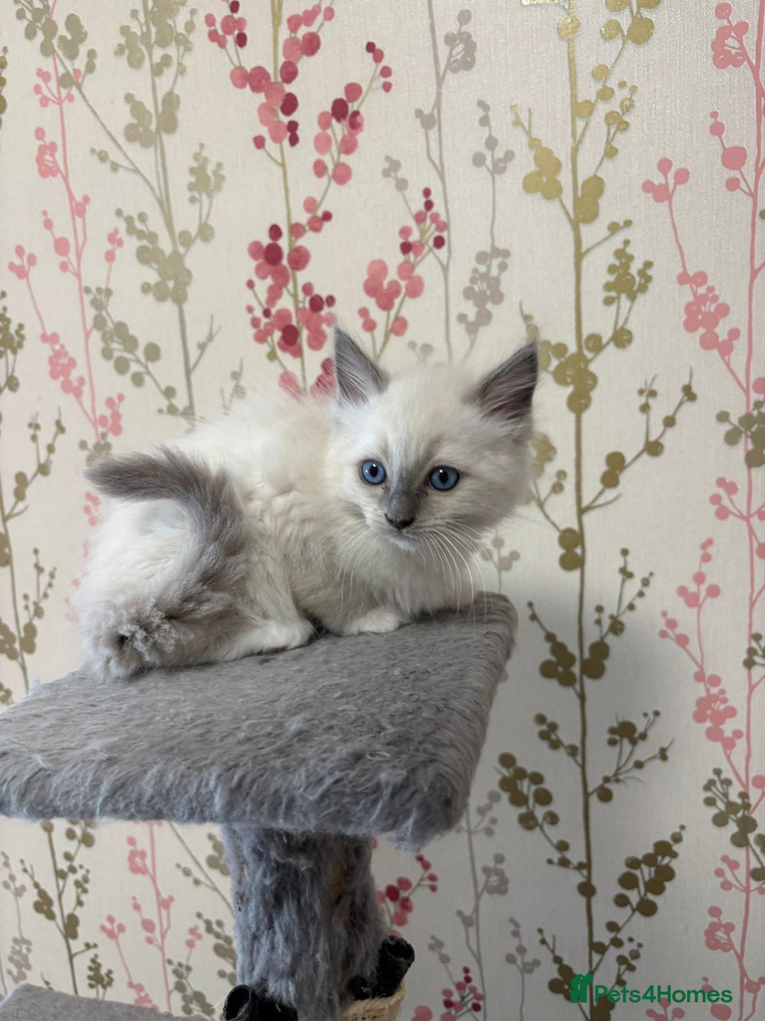 Ragdoll cats for sale: Ragdoll Blue Point/ Bicolor For Sale!!! - Advert 8