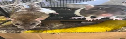 Rat rodents for sale: Female Rats Looking For Mischief to Join - Advert 2