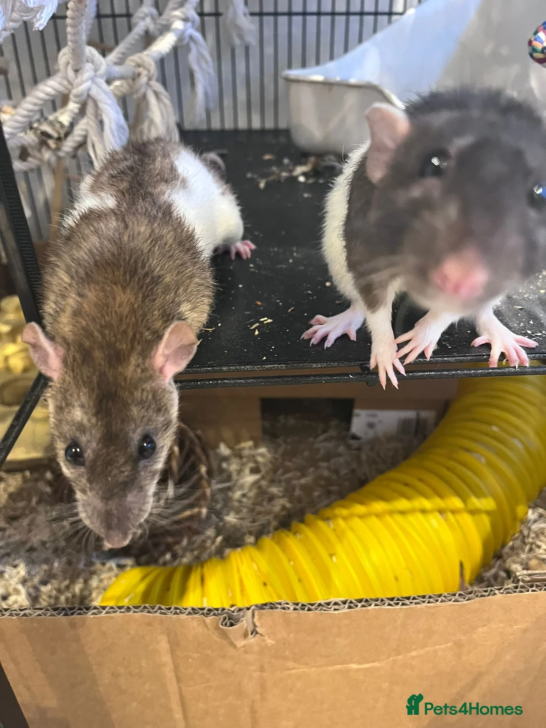 Rat rodents for sale: Female Rats Looking For Mischief to Join - Advert 2