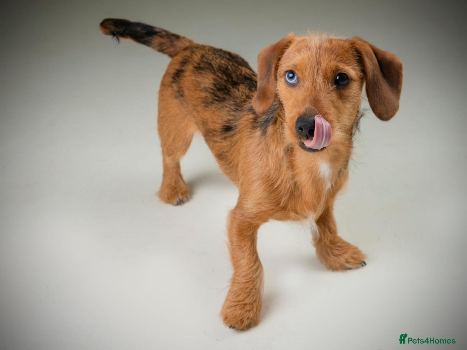 Dachshund dogs Dachshund puppies for sale. - Advert 2