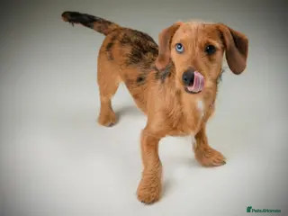 Dachshund dogs Dachshund puppies for sale. - Advert 2