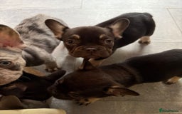 French Bulldog dogs for sale: Pedagree & KC registered French bulldog - Image 10