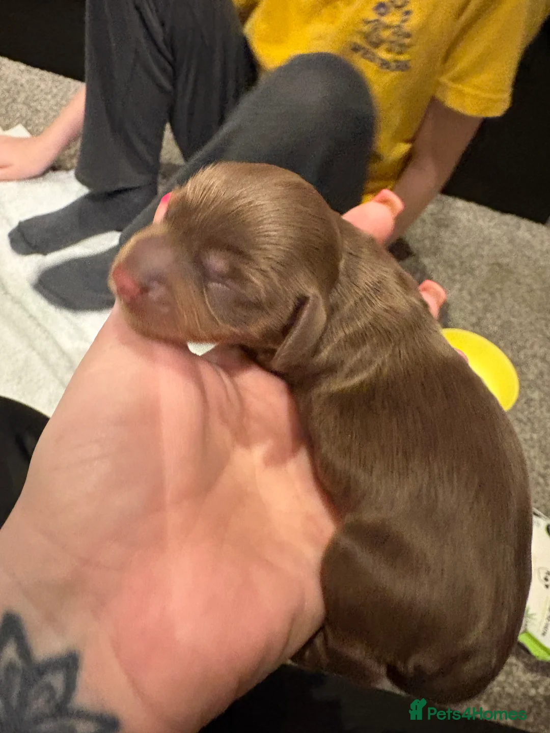 Miniature Dachshund dogs for sale: Miniature dachshund puppies  - Advert 5