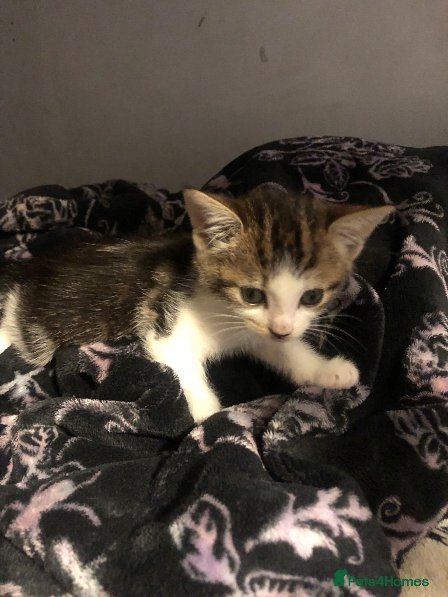 Bengal cats for sale: Female tabby kitten - Advert 2
