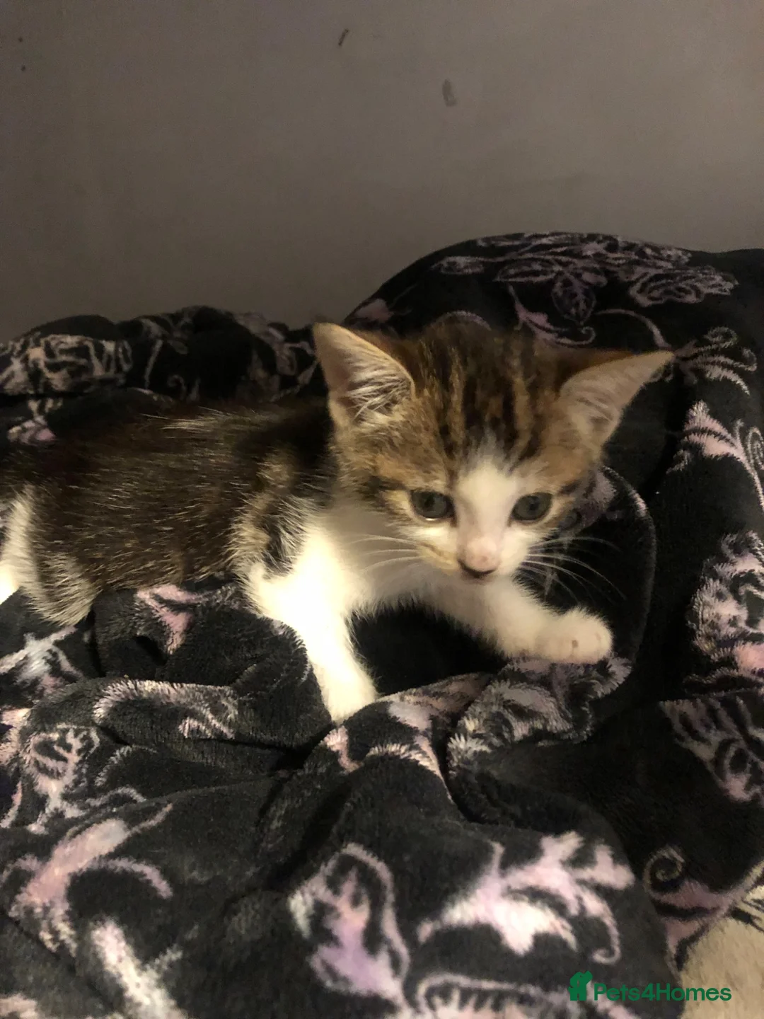 Bengal cats for sale: Female tabby kitten - Advert 1