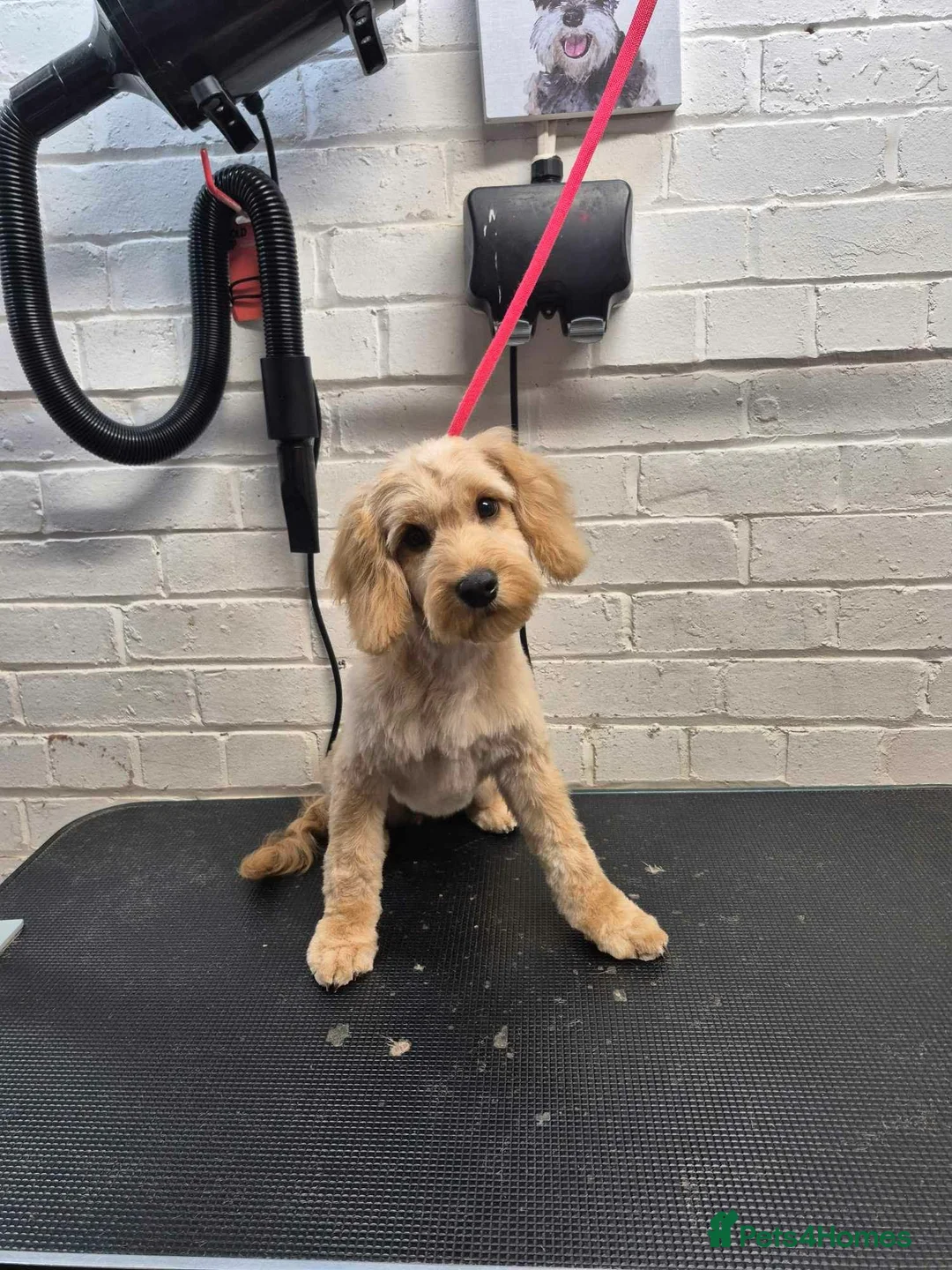 Cockapoo dogs for sale: Cockerpoo 6 months old  - Advert 1