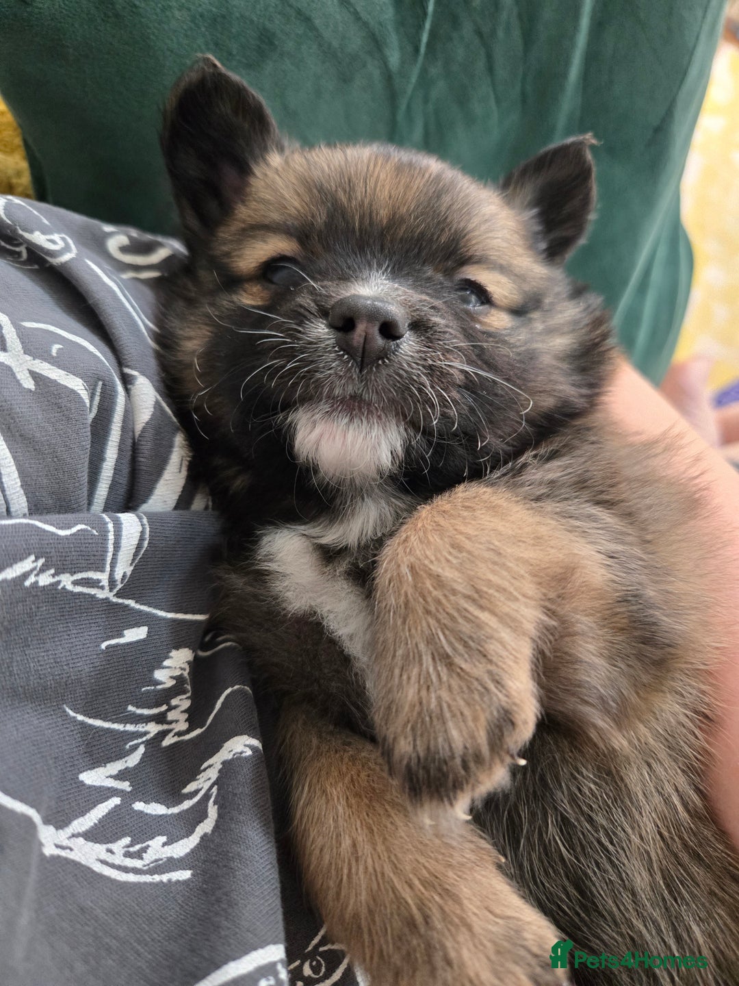 Pomchi dogs for sale: 🐶 Adorable Pomchi Puppies Available! 🐶 - Advert 8